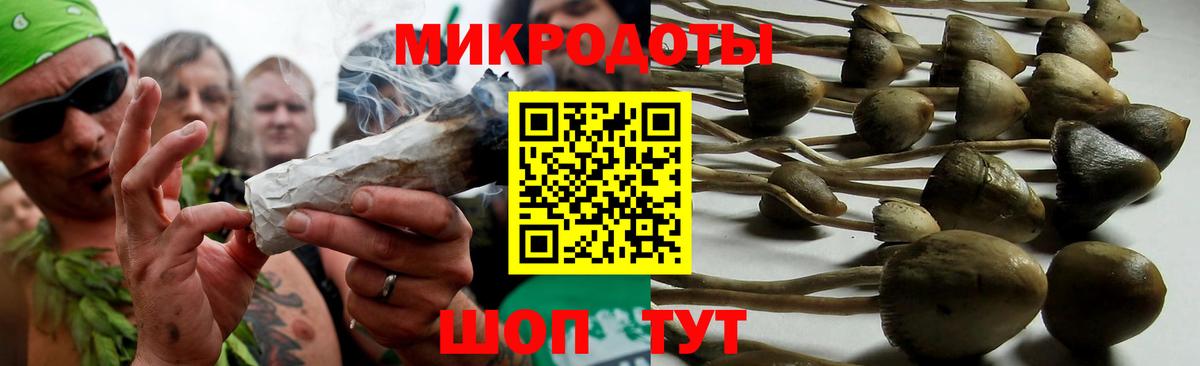 Псилоцибиновые грибы Psilocybe Великие Луки